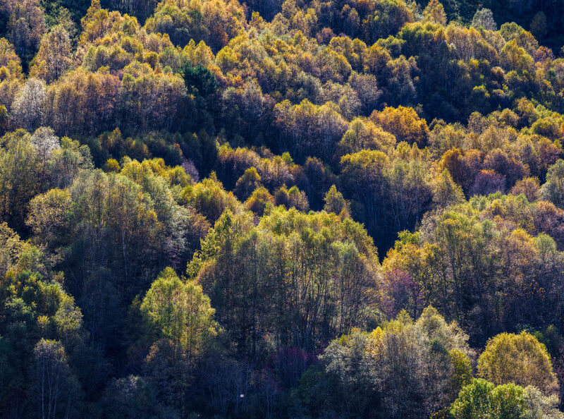 Autumnal textures in a mixed forest in Courel, Triacastela, Lugo, Galicia