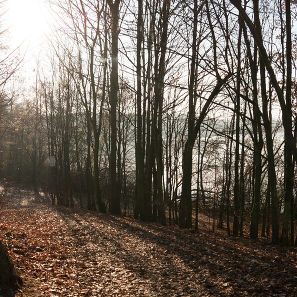 Otto-Maigler-See Waldweg