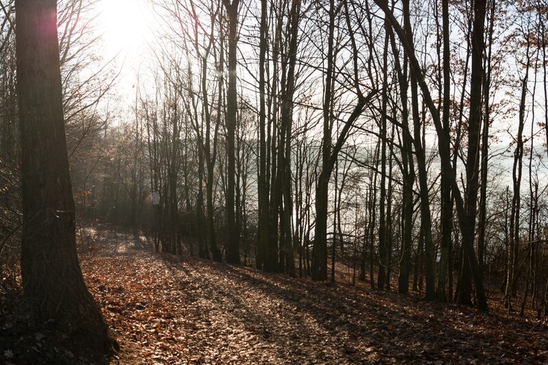 Otto-Maigler-See Waldweg